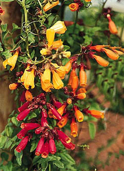 Eccremocarpus Bignoniaceae